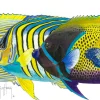 Angelface Pacific I