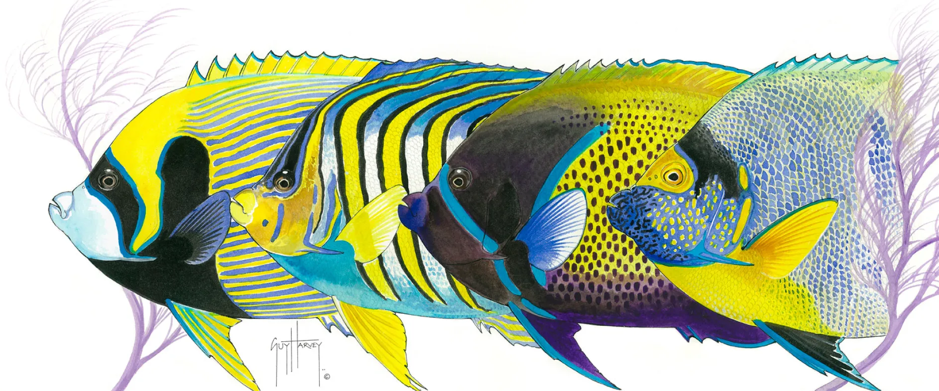Angelface Pacific I