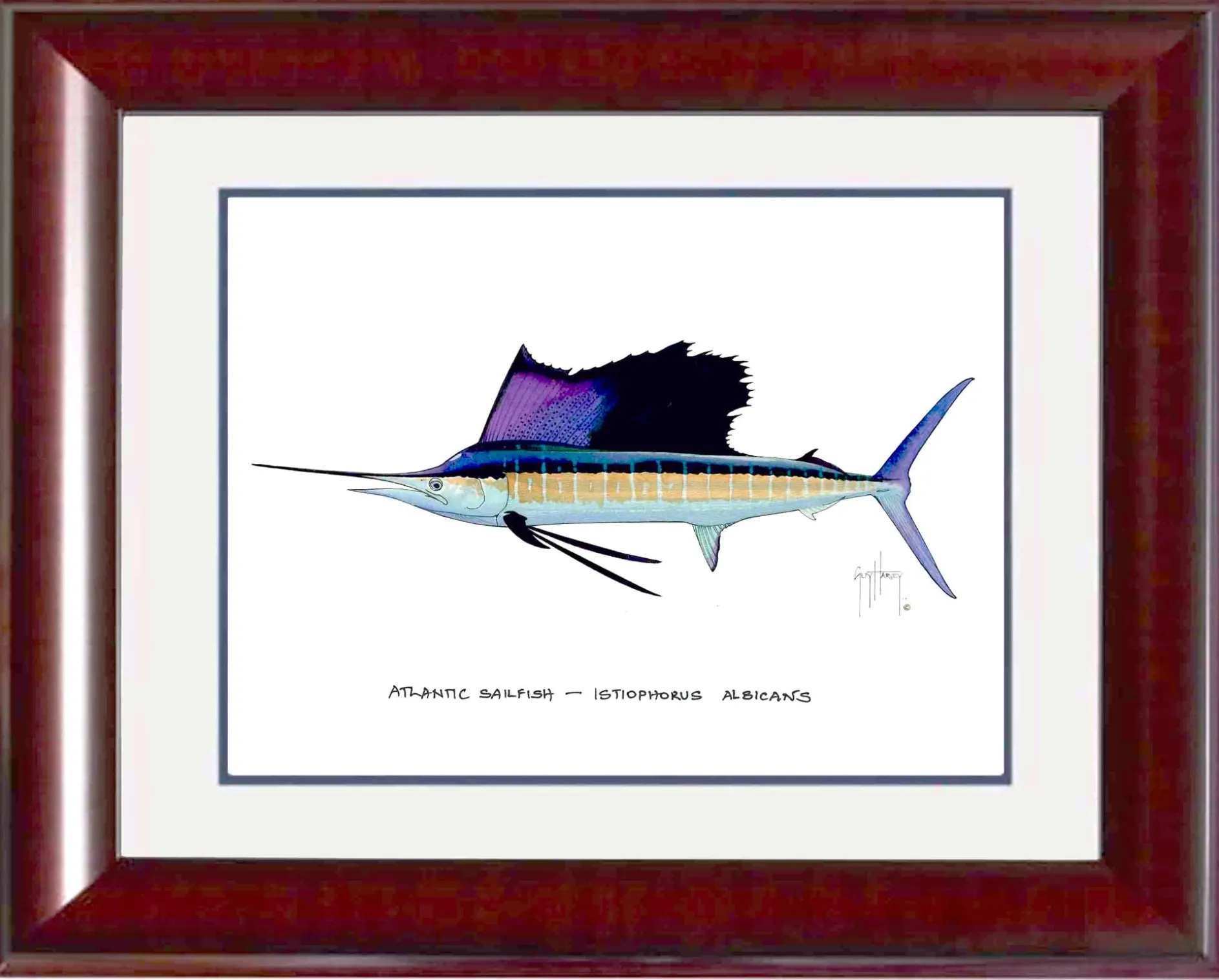 "Atlantic Sailfish" Grande Mini Print
