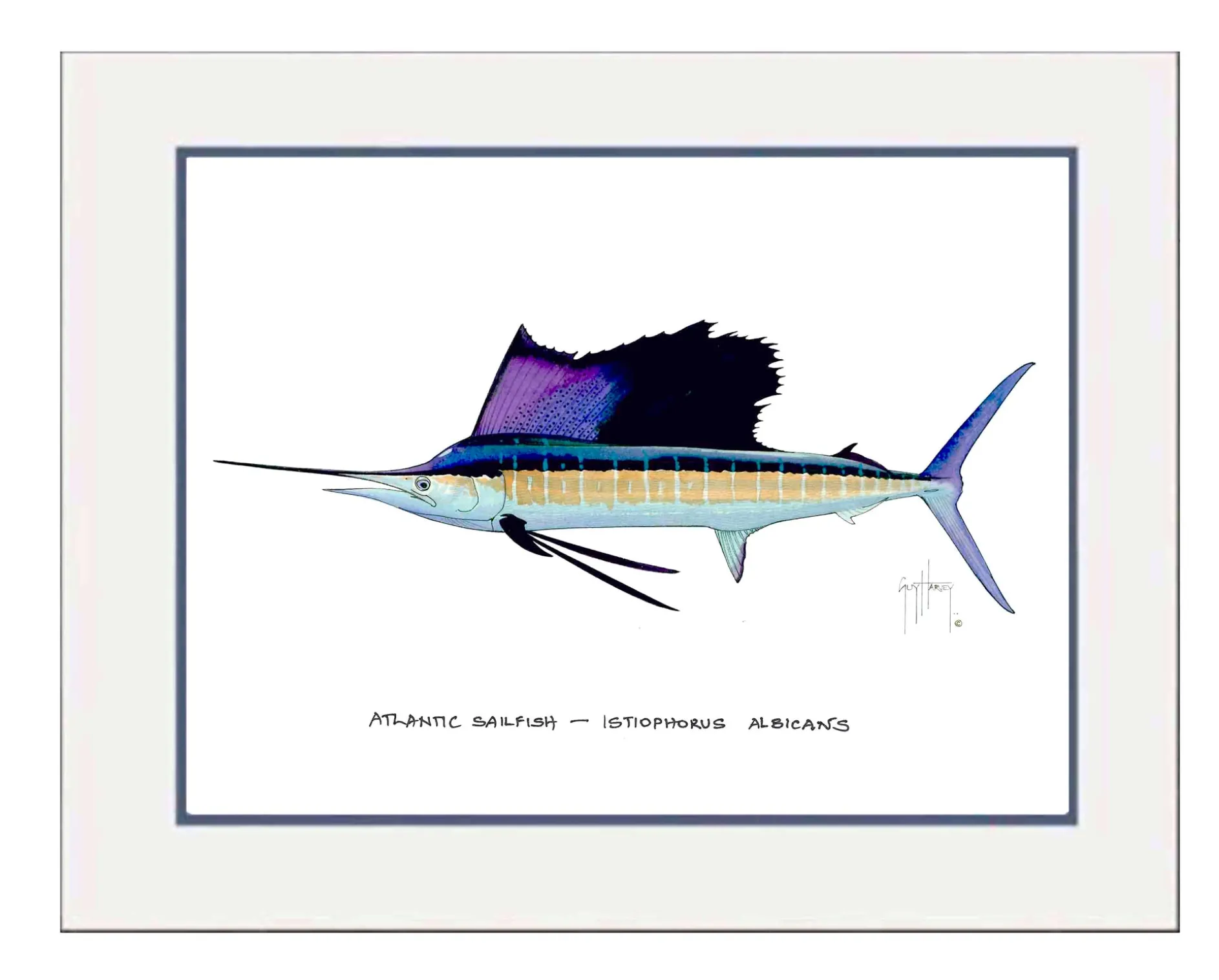 "Atlantic Sailfish" Grande Mini Print