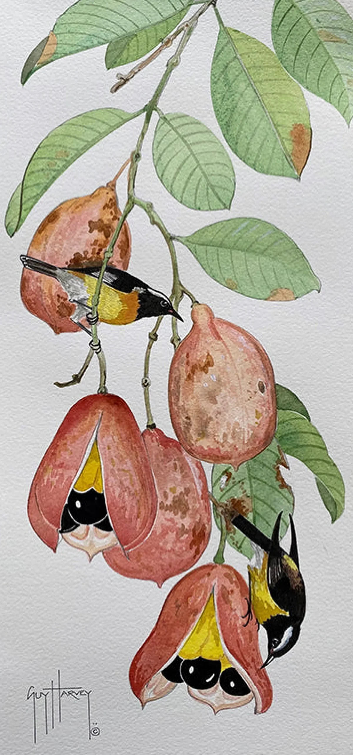 Bananaquits on Ackee
