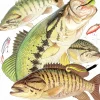 Bass Collage