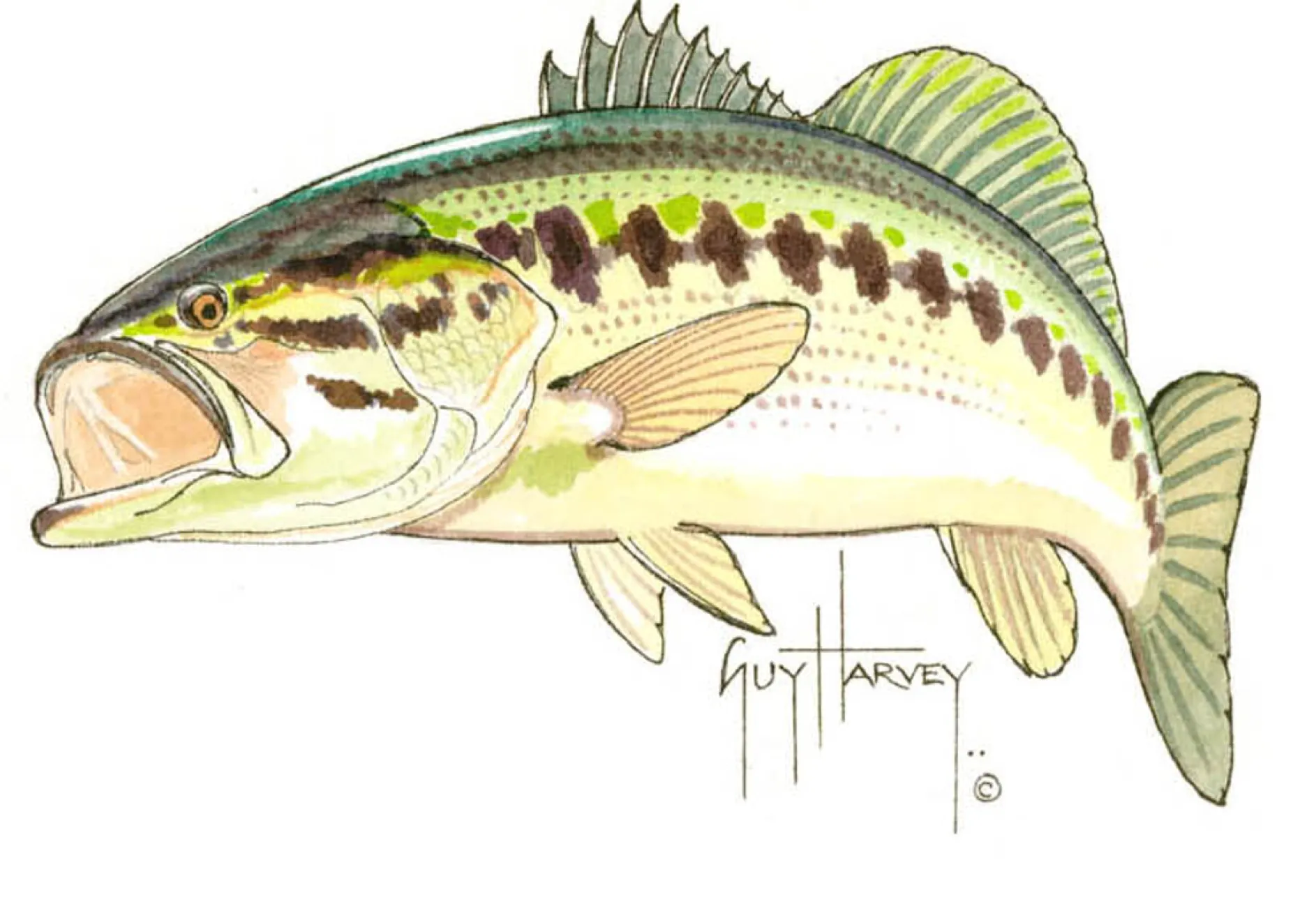 Bass Emb.