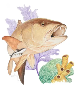 Big Cubera Snapper