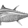 Bluefin Tuna Stipple
