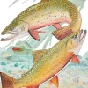 Brook Trout