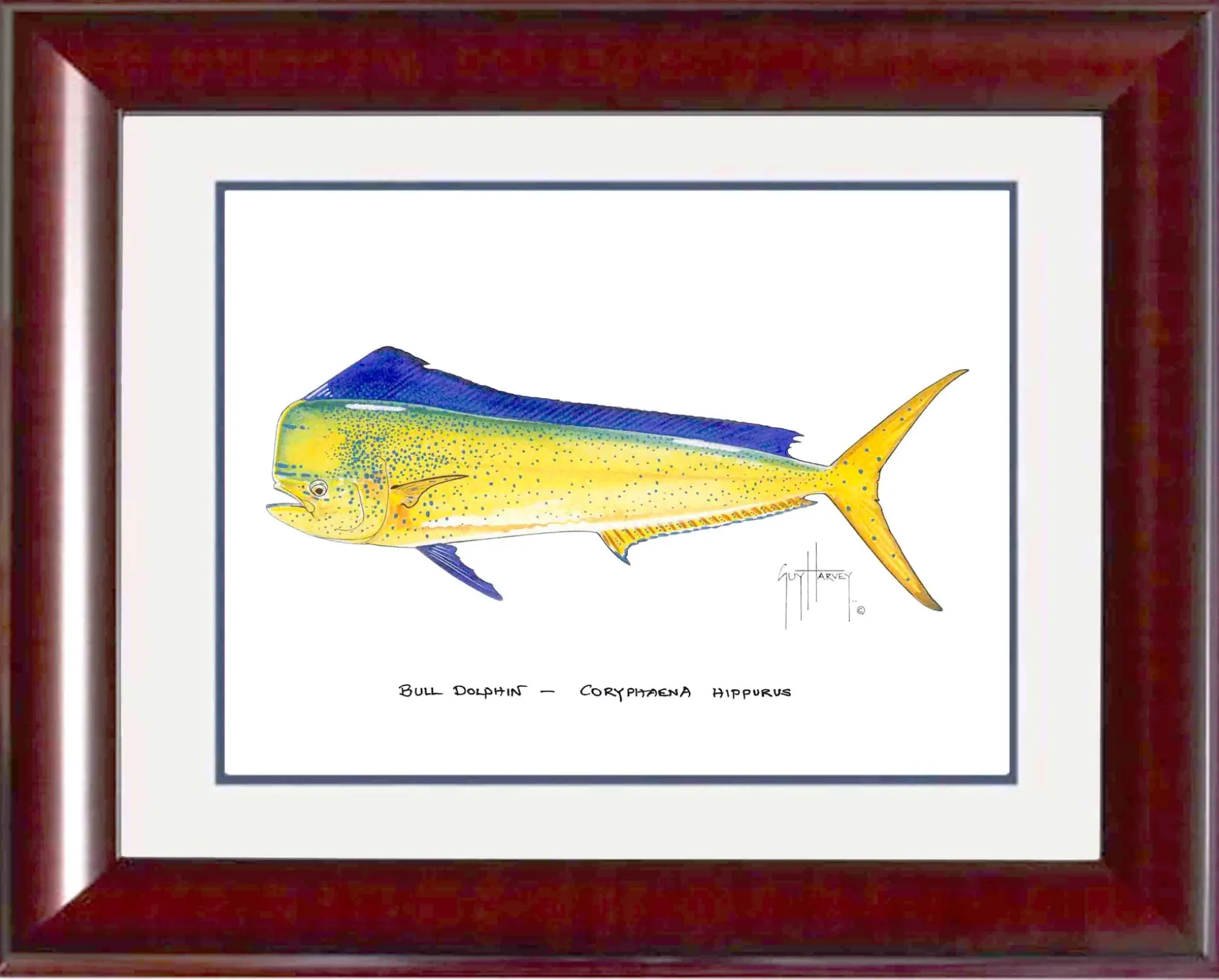 "Bull Dolphin" Grande Mini Print