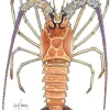 Caribbean Lobster Watercolor