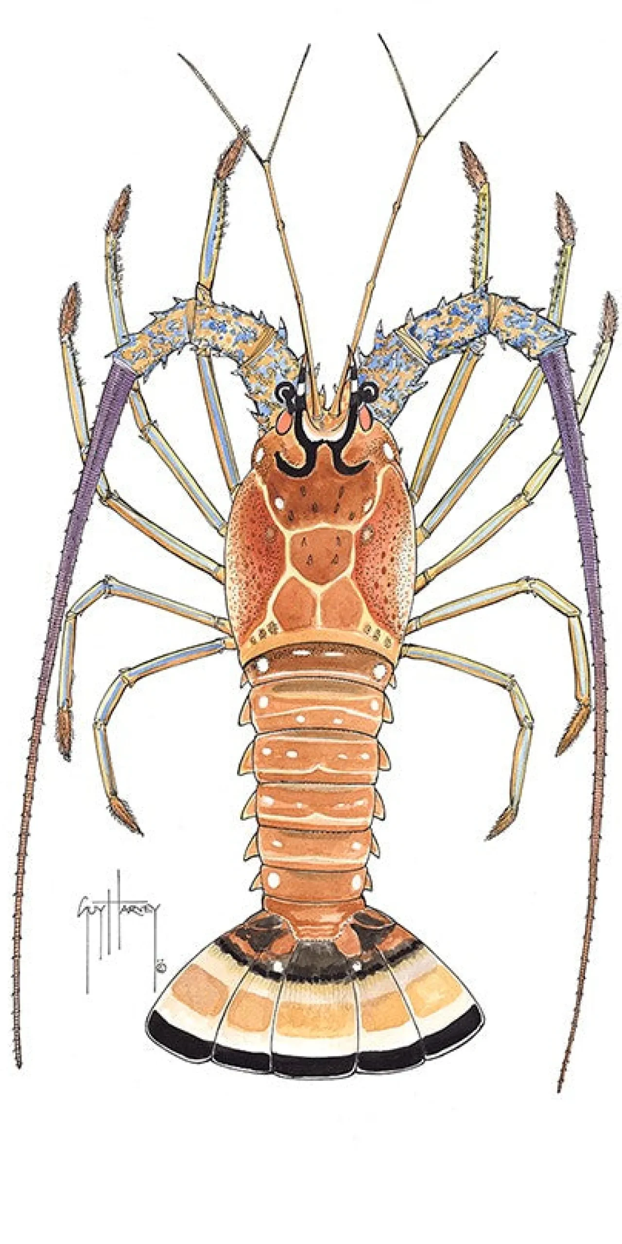Caribbean Lobster Watercolor