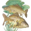 CARP