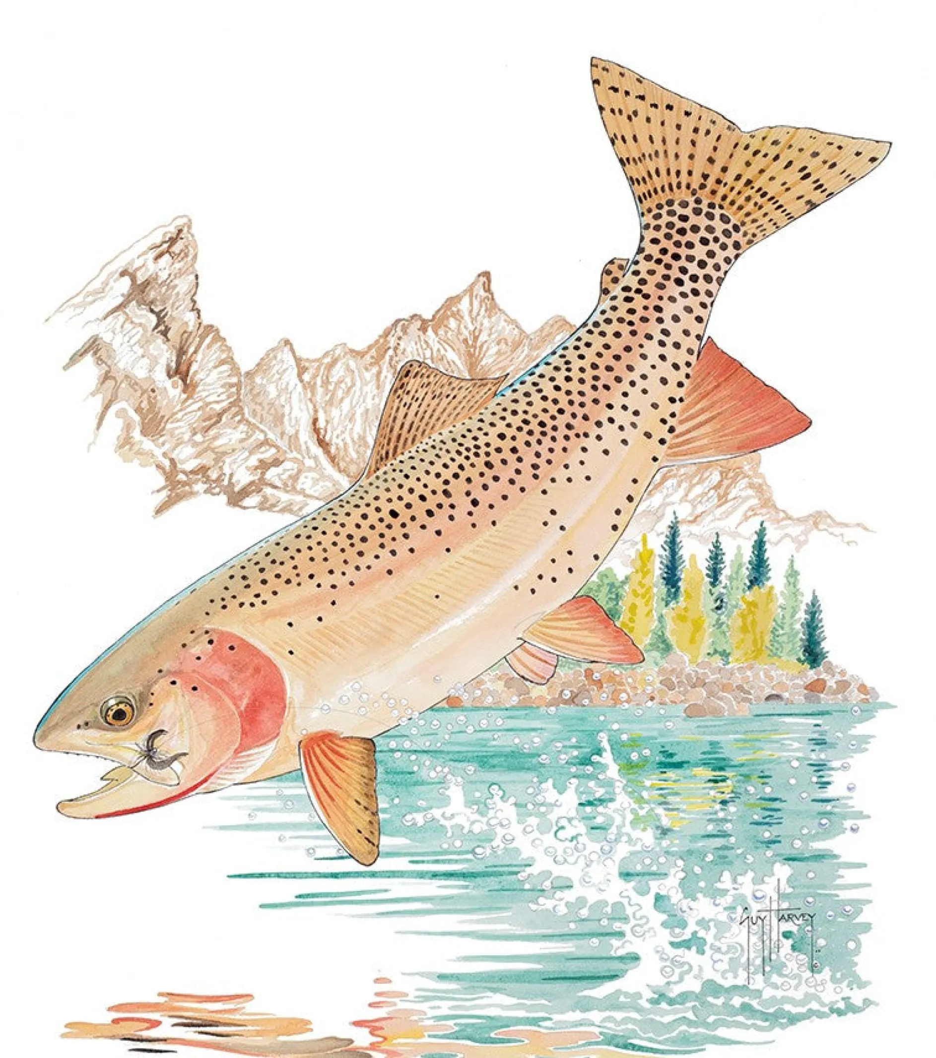 Cutthroat Trout