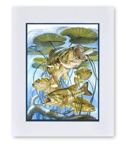 "Five Largemouth Bass Under Lily Pads" Grande Mini Print