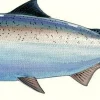 FOTOO CHINOOK SALMON