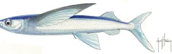FOTOO FLYING FISH