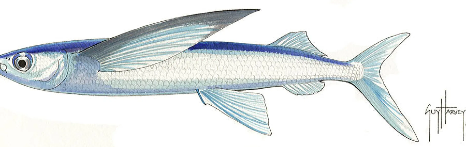 FOTOO FLYING FISH