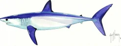 FOTOO LONGFIN MAKO SHARK