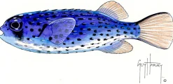 FOTOO PELAGIC PUFFERFISH
