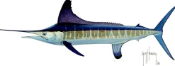 FOTOO ROUNDSCALE SPEARFISH