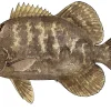 FOTOO TRIPLETAIL