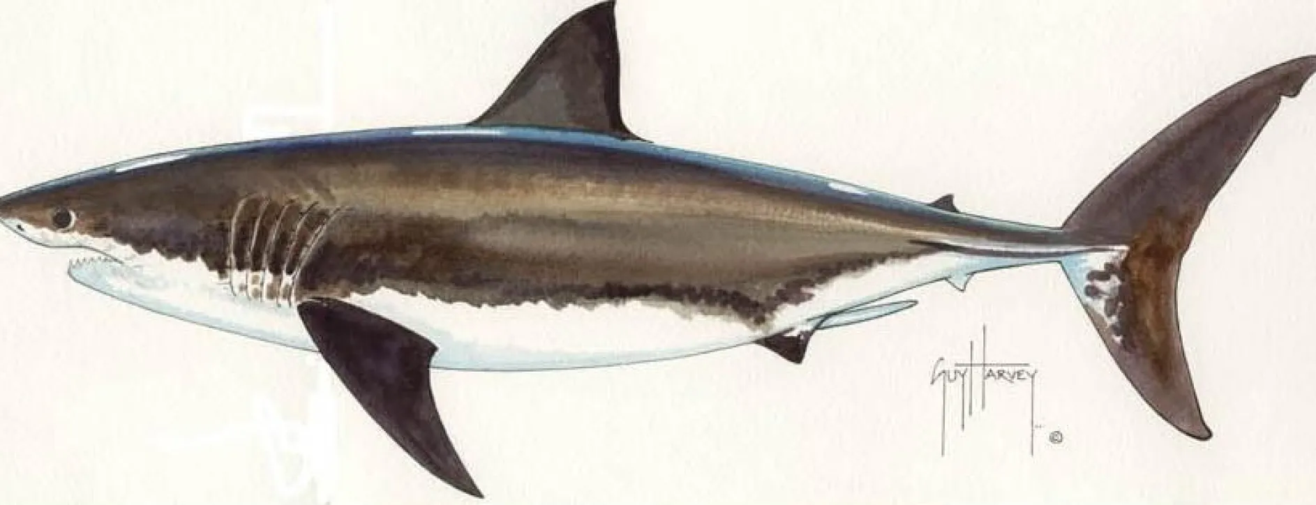 FOTOO WHITE SHARK