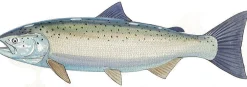 FOTOO-ATLANTIC SALMON