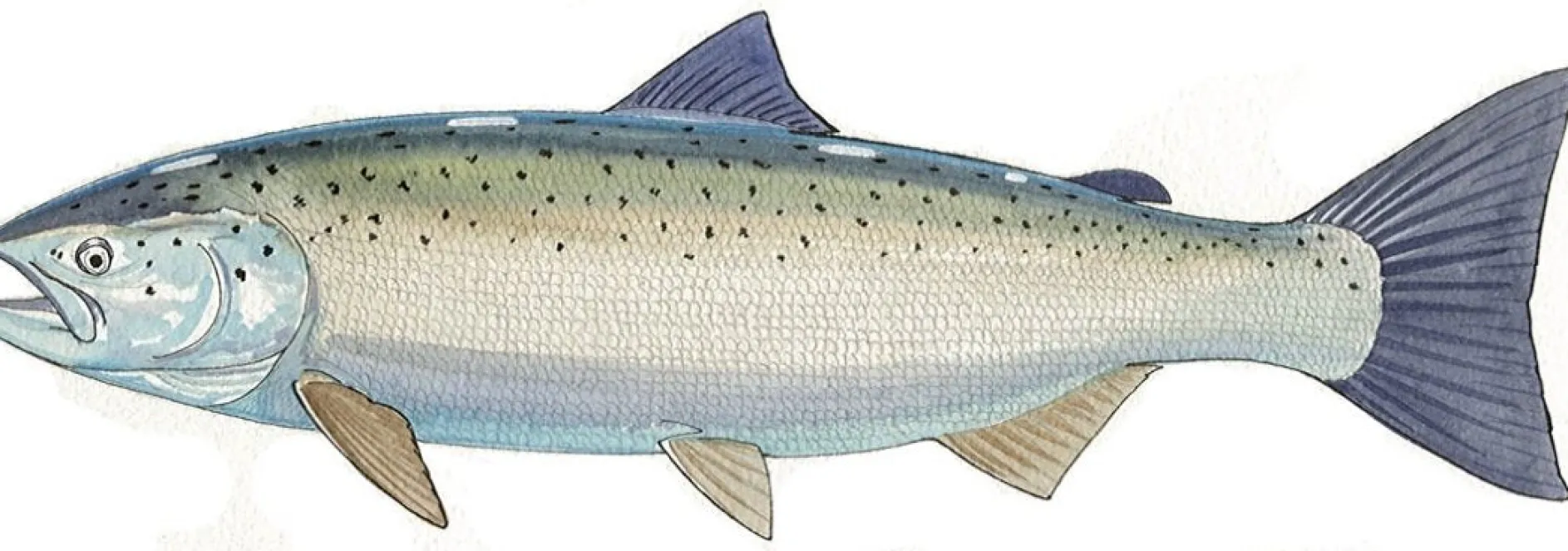FOTOO-ATLANTIC SALMON