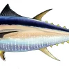 FOTOO-PACIFIC BLUEFIN TUNA