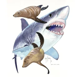 GREAT WHITE AND SEA LIONS