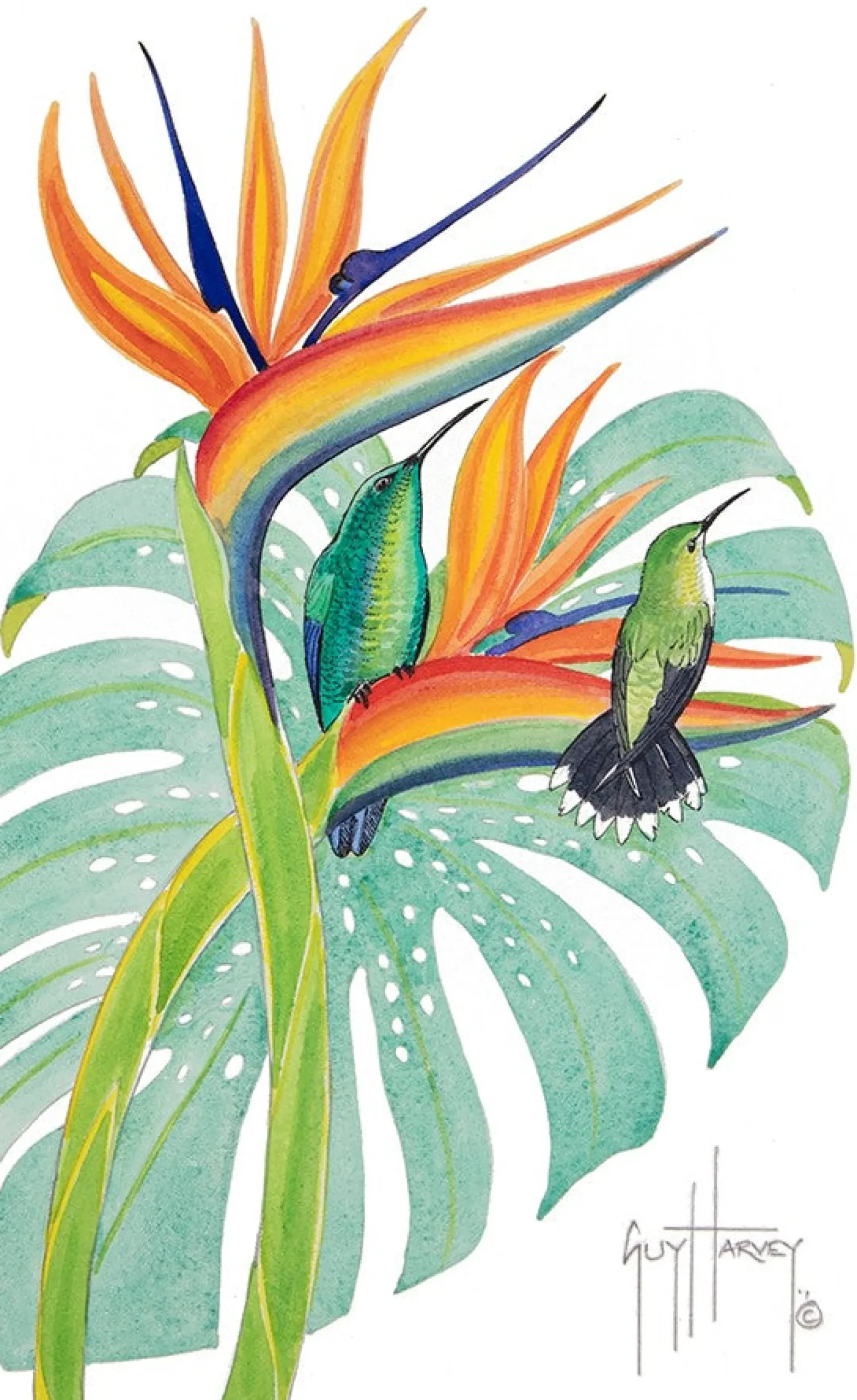 Green Mango Hummingbird with Bird of Paradise