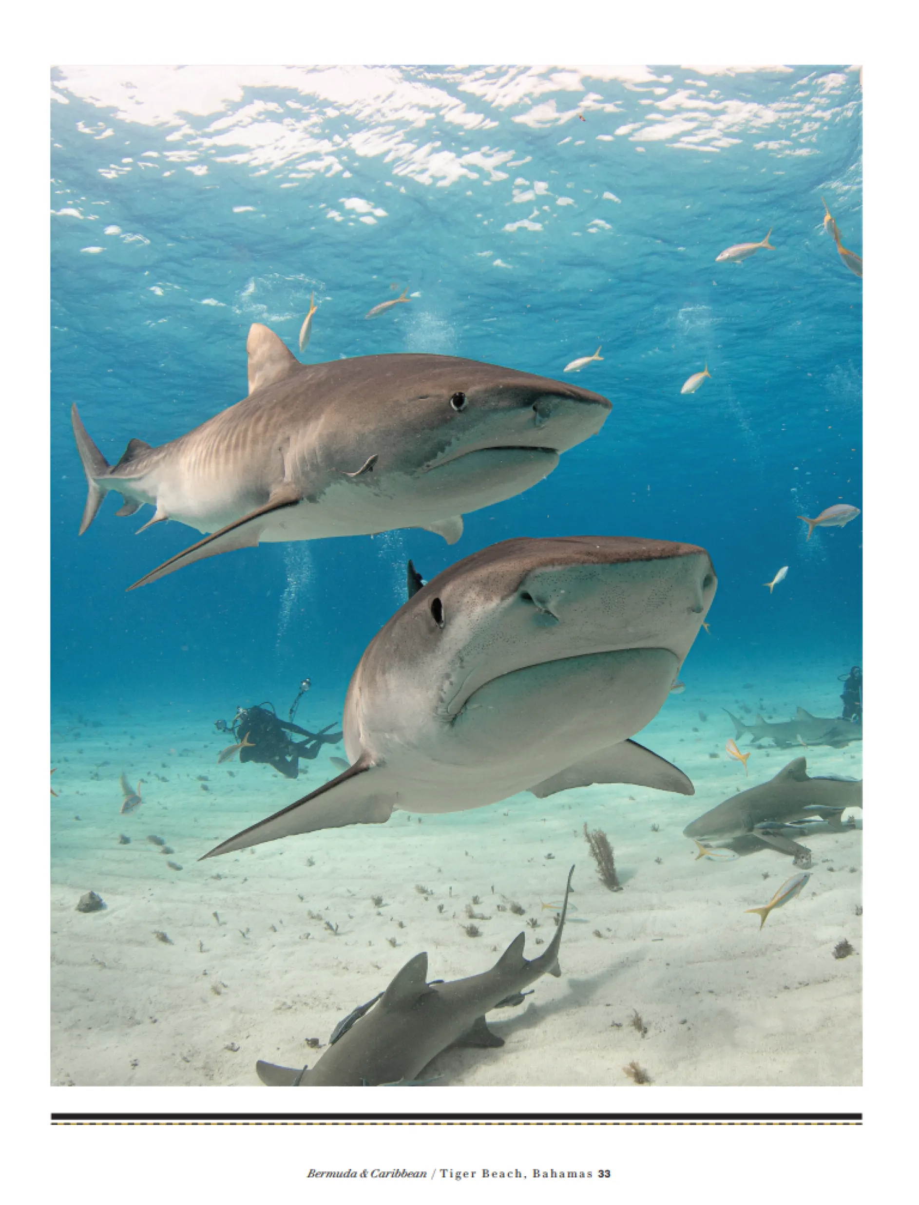 Guy Harvey's Underwater World -Remarque