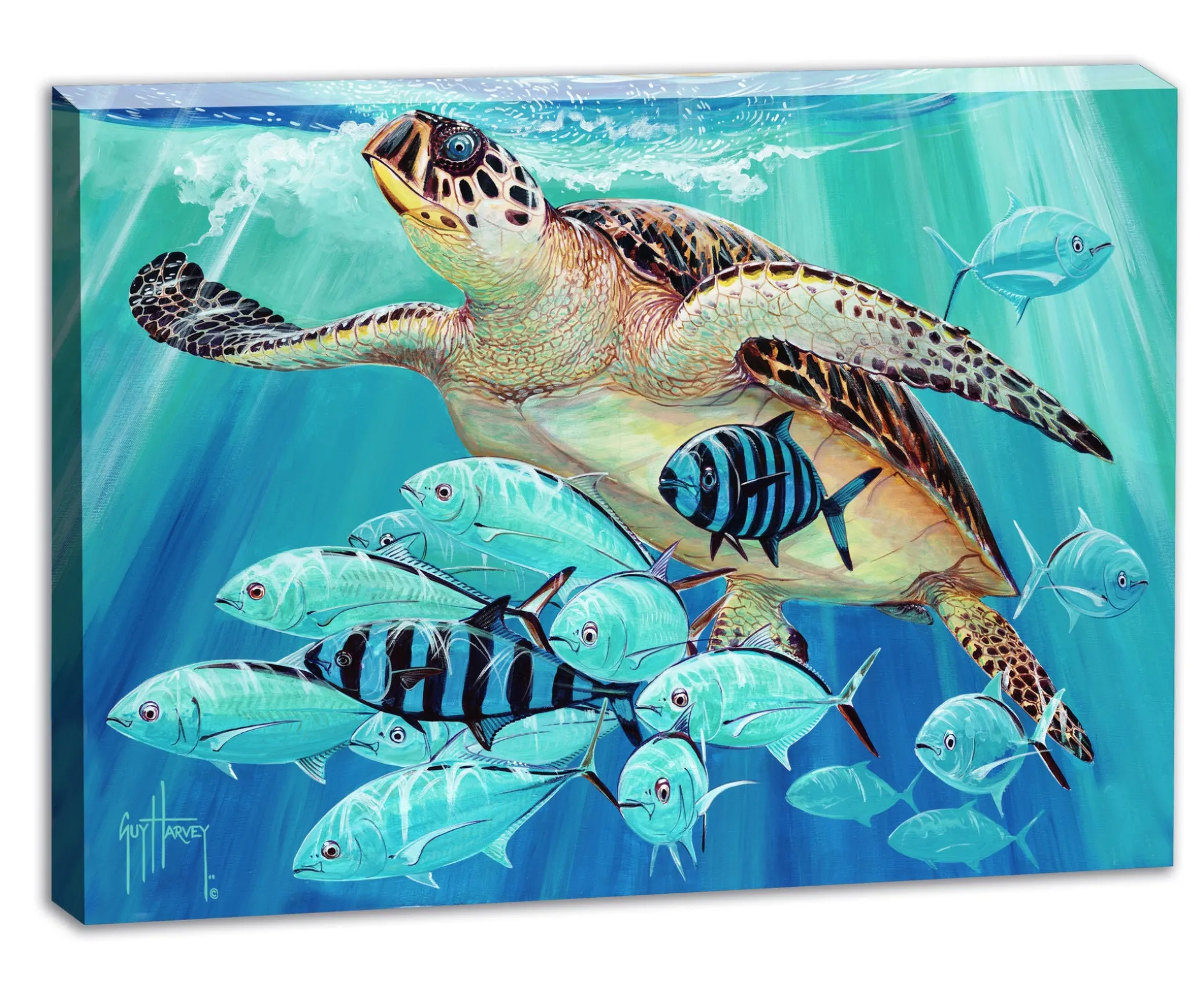 "Hawksbill Caravan" Small Canvas Art
