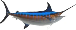 138 INCH BLUE MARLIN