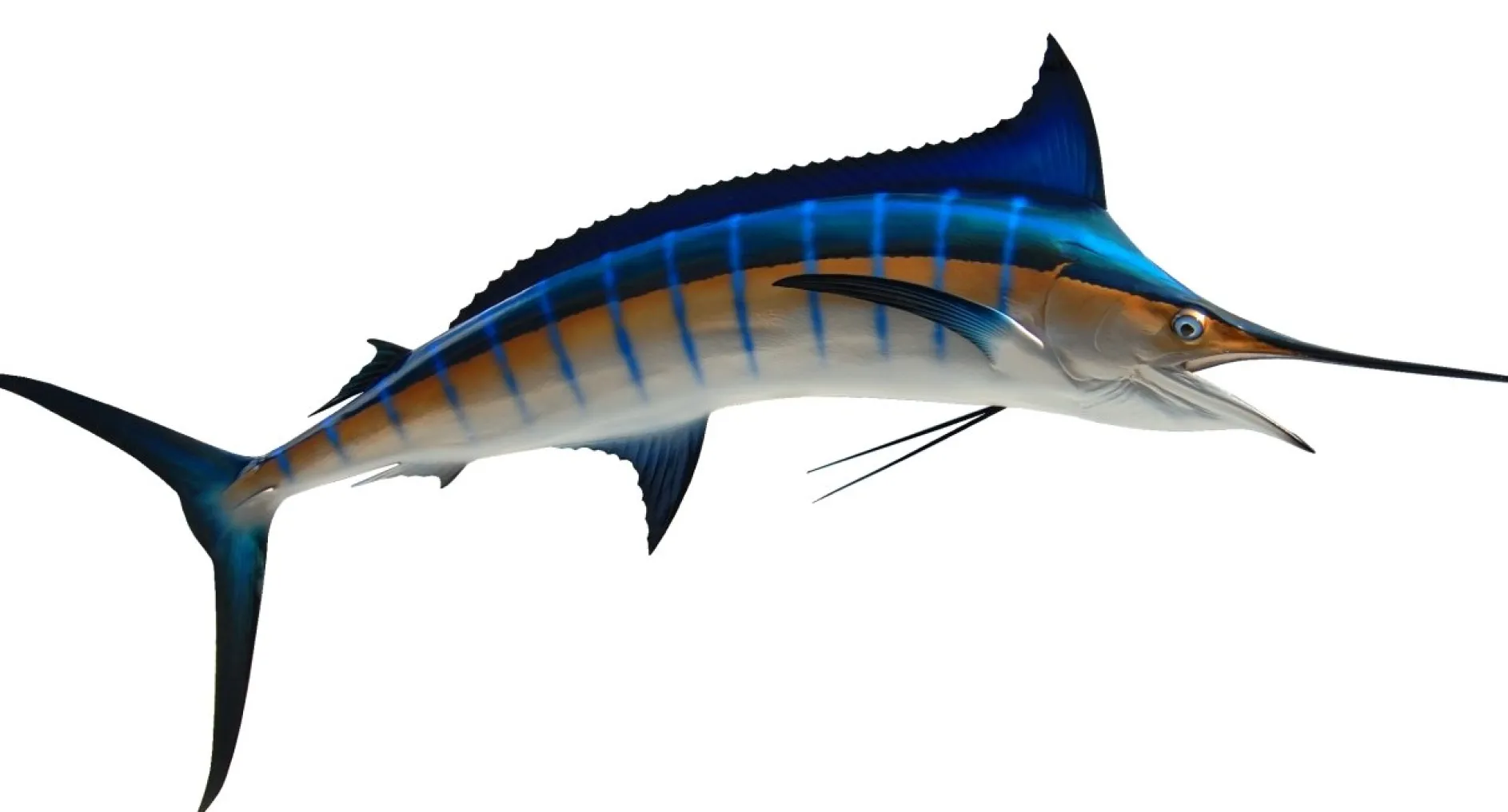 89 INCH BLUE MARLIN