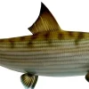 23 INCH BONEFISH
