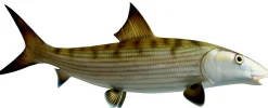 23 INCH BONEFISH