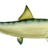 29 INCH BONEFISH