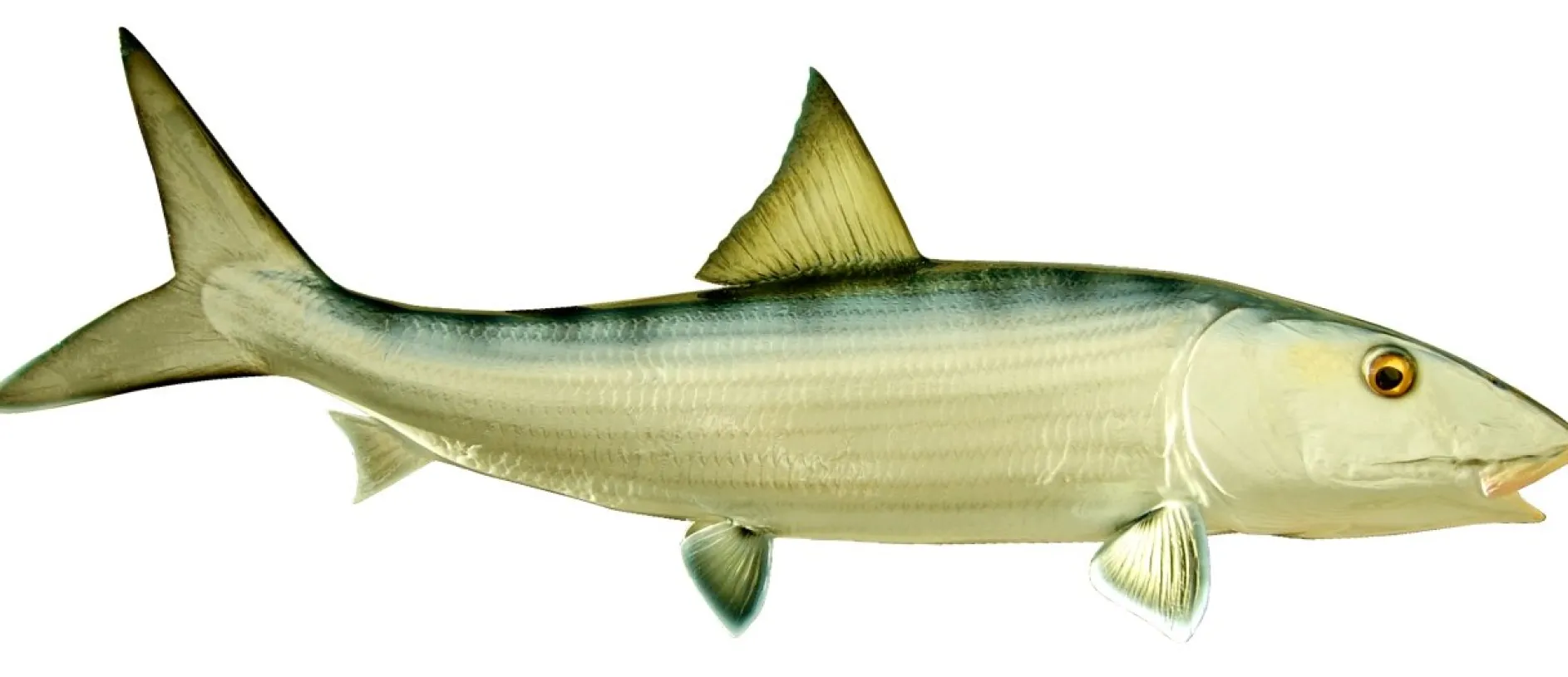 29 INCH BONEFISH