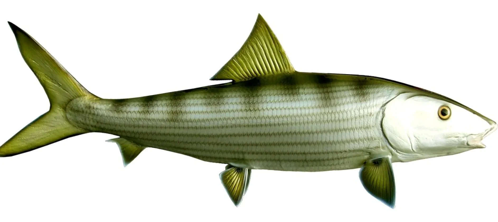 32 INCH BONEFISH