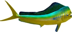 56 INCH DOLPHIN