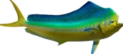 46 INCH DOLPHIN