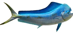 62 INCH DOLPHIN BLUE