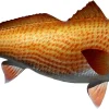 40 INCH REDFISH