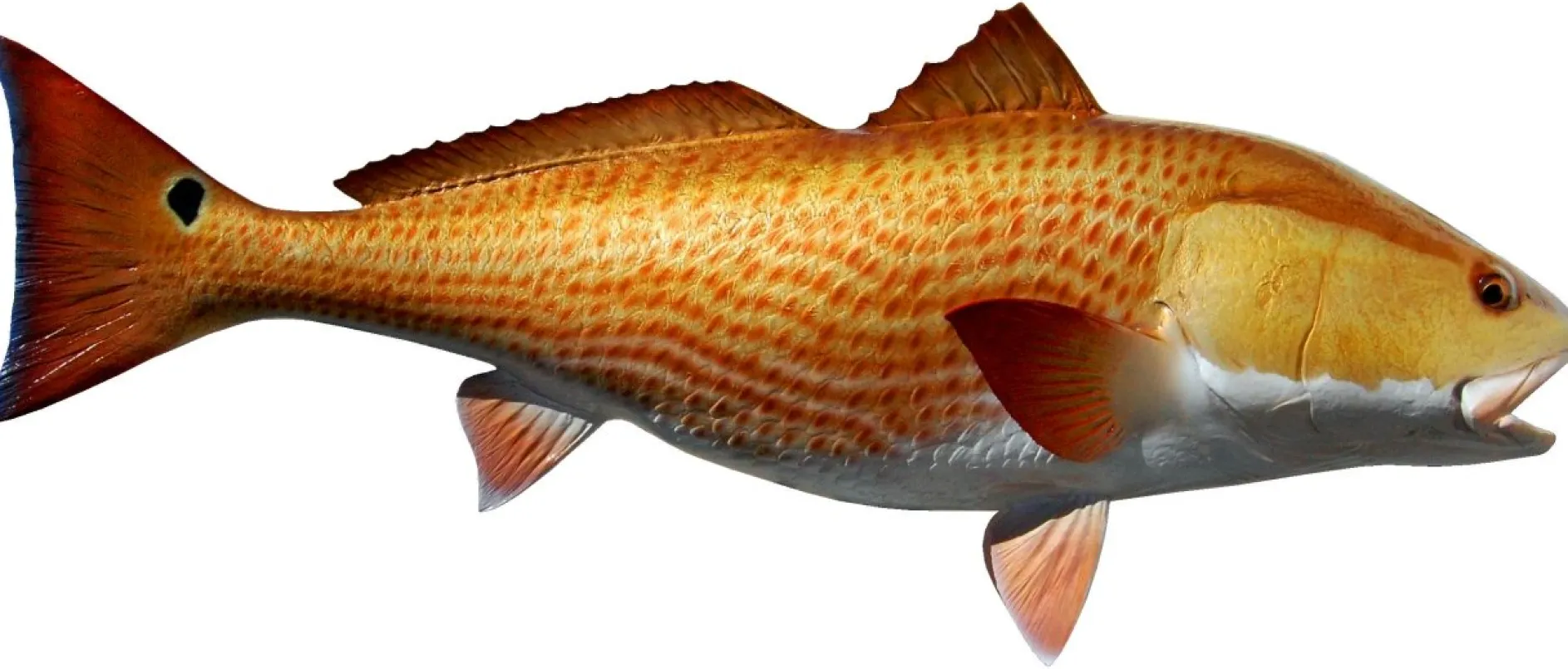 40 INCH REDFISH