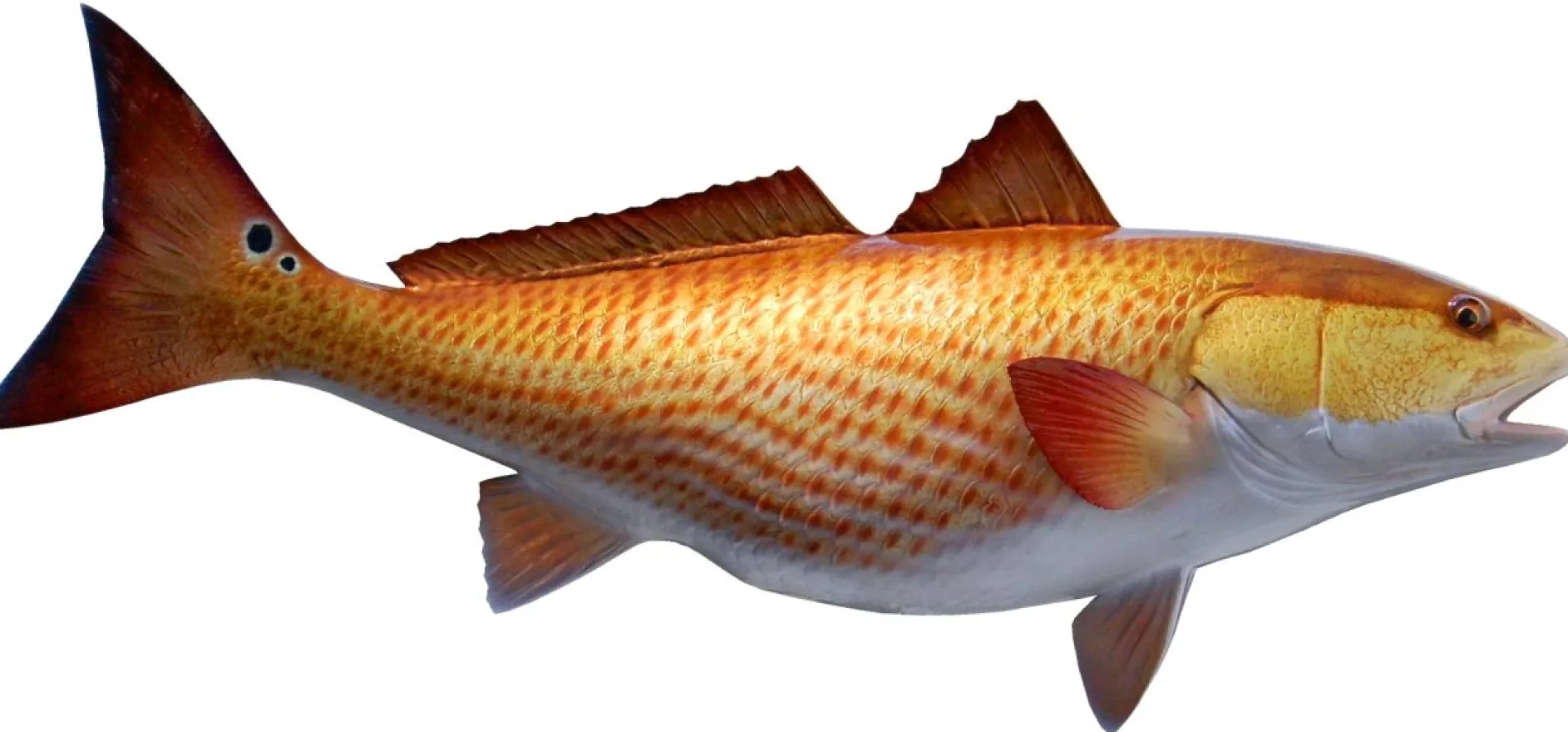 29 INCH REDFISH