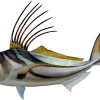 30 INCH ROOSTERFISH