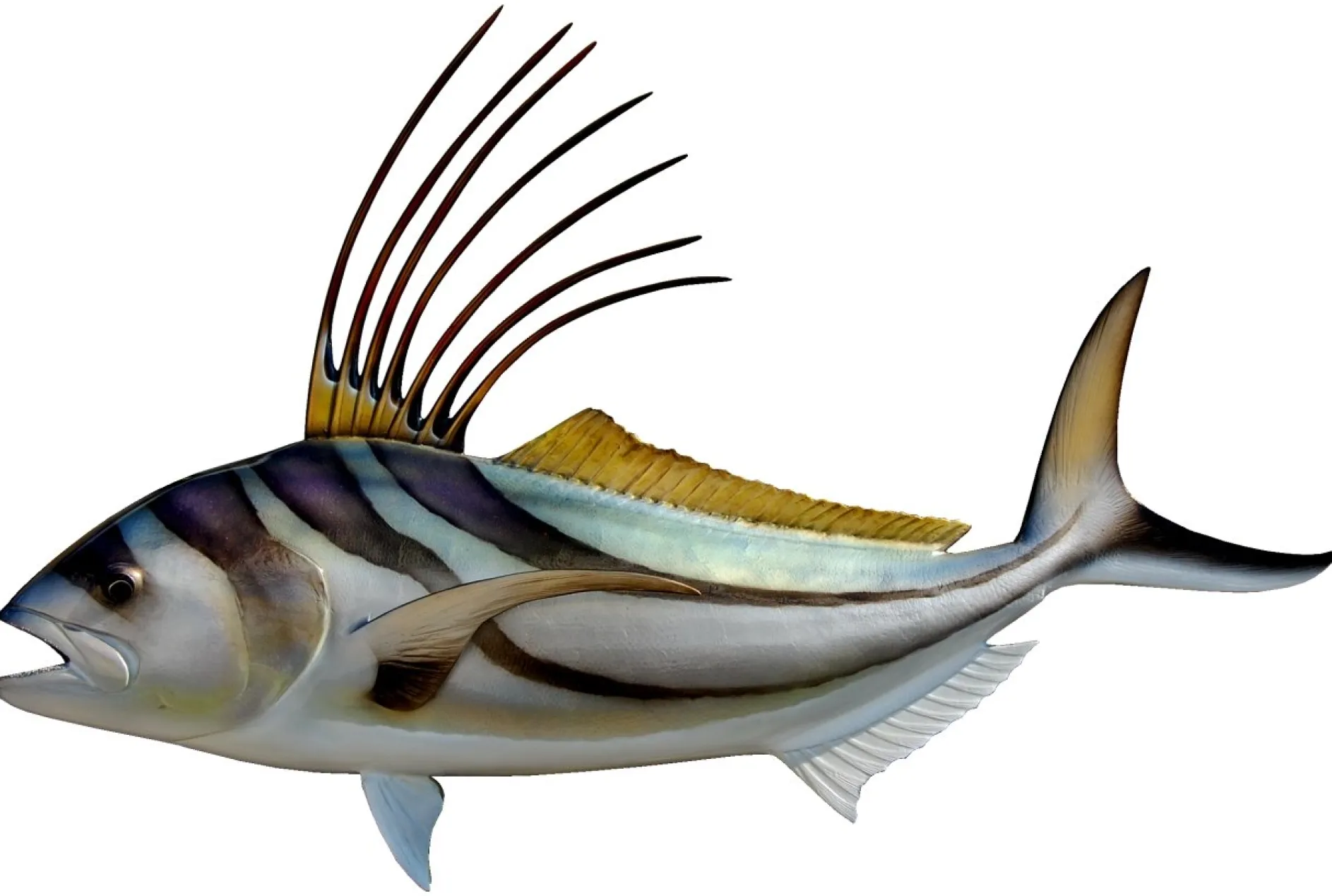 30 INCH ROOSTERFISH
