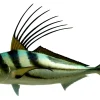 43 INCH ROOSTERFISH