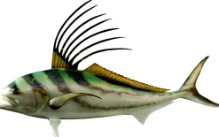 54 INCH ROOSTERFISH