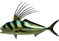 43 INCH ROOSTERFISH