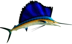 78 INCH SAILFISH